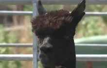 "Смертний вирок тварині": у Британії суд дозволив стратити альпаку (відео)