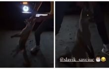 На Буковині неадеквати жорстоко познущалися з лисеняти й виклали відео в Instagram