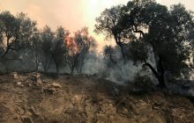 В Алжире бушуют лесные пожары: количество жертв идет на десятки (фоторепортаж, видео)