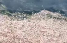 Неймовірний сморід: у Хаджибейському лимані масово загинула риба та креветки (відео)