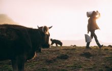 Украинцев предупредили о новых ценах на молоко осенью