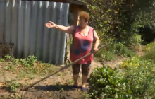Дикі кабани тримають у страху ціле село на Черкащині (відео)