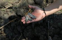 Боевики обстреляли хлебное поле возле Нью-Йорка: обнародованы фото последствий