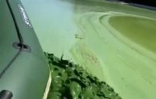 "Дніпро перетворився на матча лате": у мережі показали зелену воду й поскаржилися на сморід (відео)