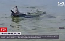 Захопився полюванням: на Кінбурнській косі дельфін влаштував сольний виступ для відпочивальників (відео)