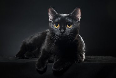 10 мифов о кошках, которые вредят вашему питомцу
