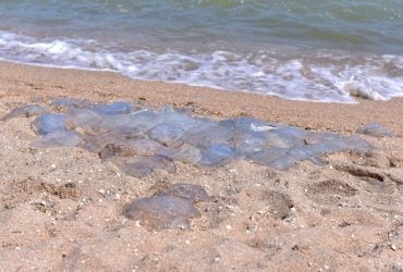 У Чорному морі на Одещині загинули десятки тисяч медуз: що сталося