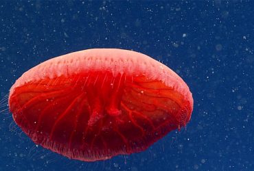 Вчені знайшли новий вид медуз в Атлантичному океані (відео)