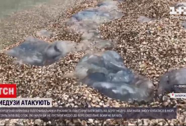 Пляжи Азовского моря снова заполонили медузы