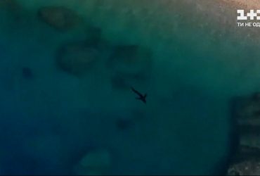 неподалеку курортного города Аликанте заметили акулу