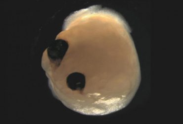 Науковці виростили мініатюрний мозок з реагуючими очима