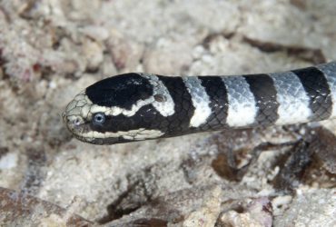 Самці морських змій переслідують людей у воді, сприймаючи їх як самок