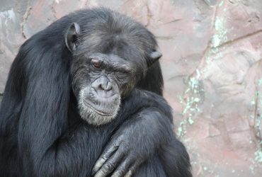 Шимпанзе дійсно здатні говорити, - дослідження