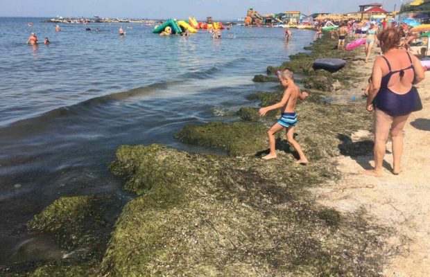 Відпочинок знову зіпсований: пляжі Бердянська завалило тоннами водоростей (відео)