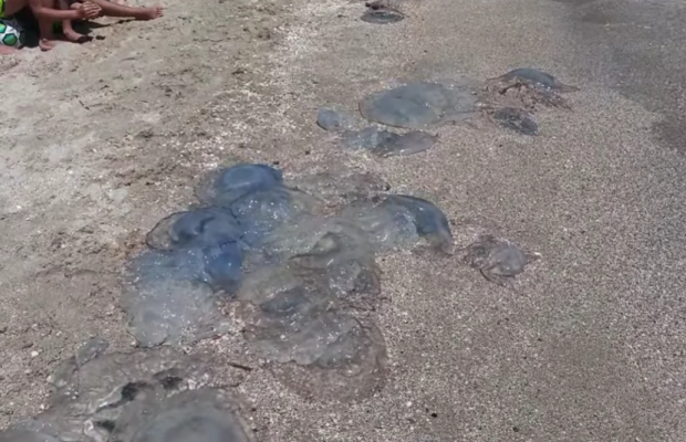 "Медузи повернулися, атакують блохи й комарі": оприлюднено нове відео з Кирилівки