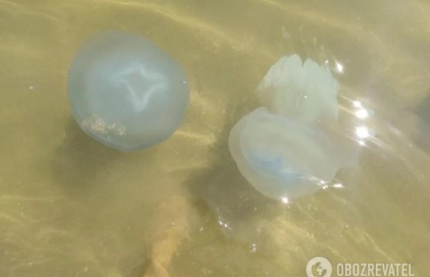 Вони повернулися: на Азовському курорті помітили медуз по 2-3 кілограми (фото)