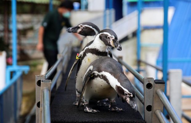 В таиландском зоопарке заскучали пингвины - им устроили уроки физкультуры (фоторепортаж)