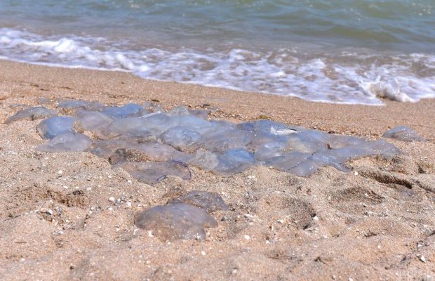 "Додала адреналіну": у Кирилівці жінка поскаржилася на "відерних" медуз (відео)