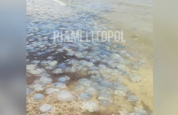 "Сморід, печаль": у мережі показали поточну ситуацію з медузами в Кирилівці (відео)