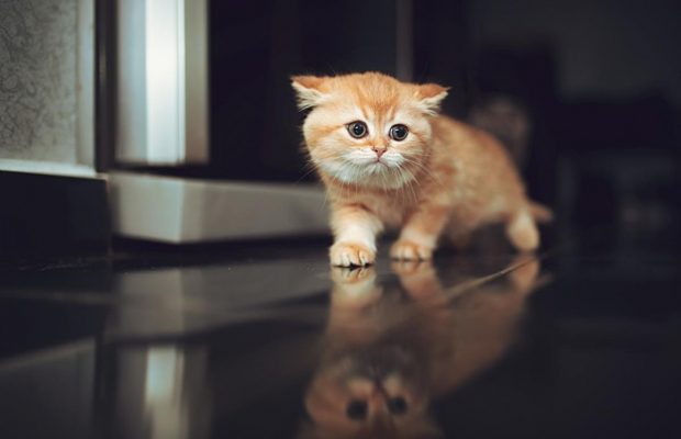 Гороскоп кошек по дате рождения: их характер и совместимость с хозяином
