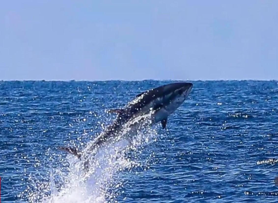 В Хорватии тунцы устроили редкую охоту / скриншот