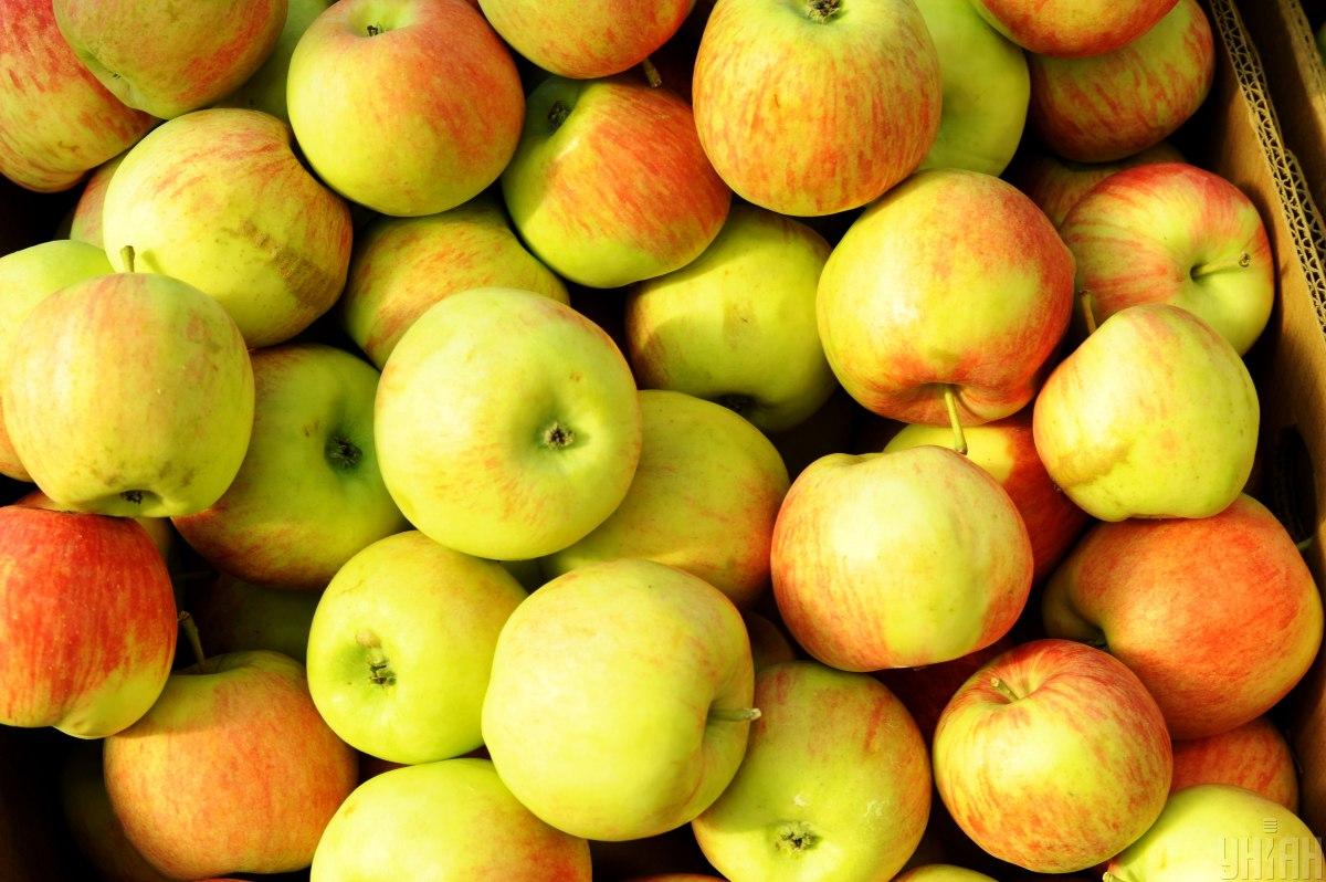 Выбирать нужно зимние сорта яблок, которые могут храниться до полугода / фото УНИАН, Николай Тыс