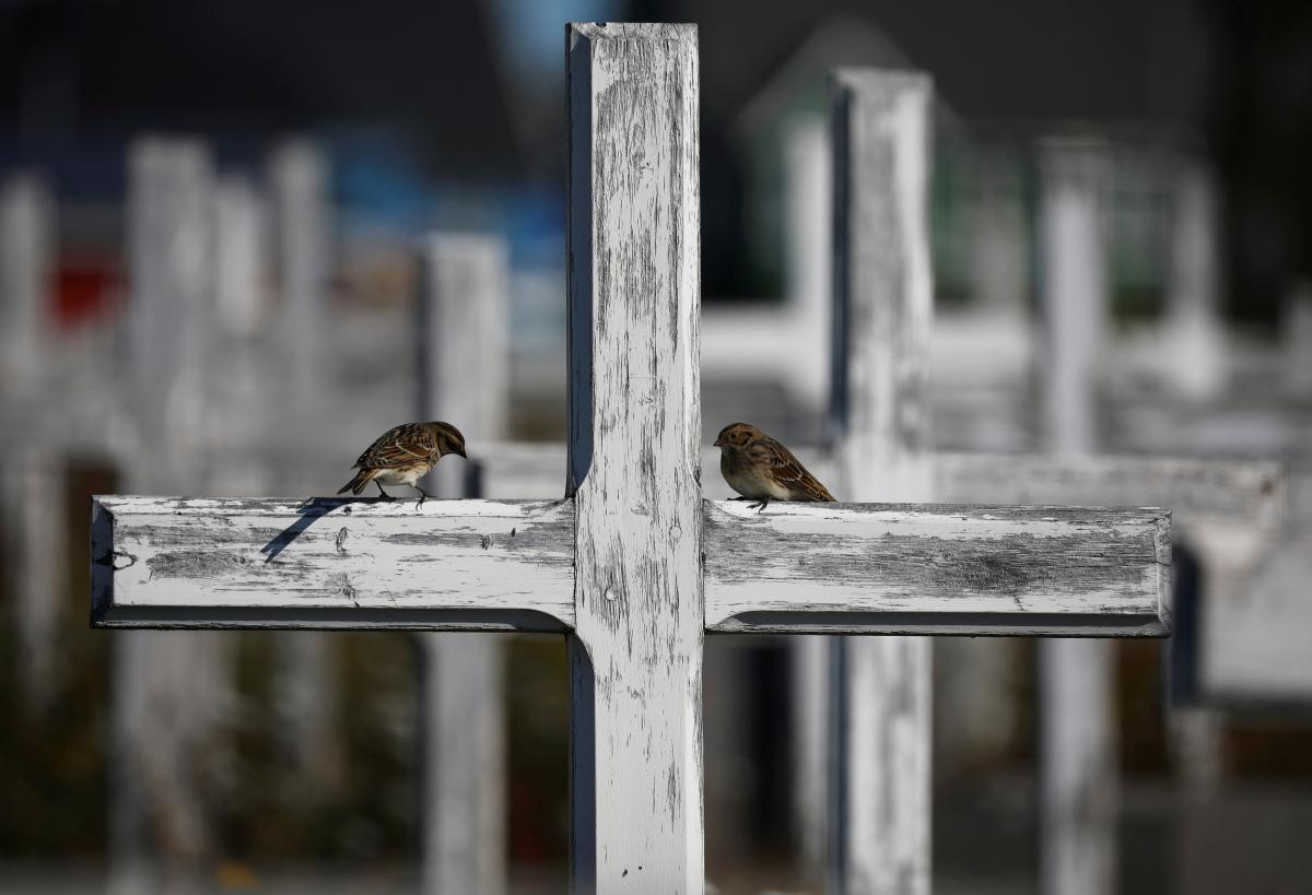 Суровые гренландские воробьи / фото REUTERS