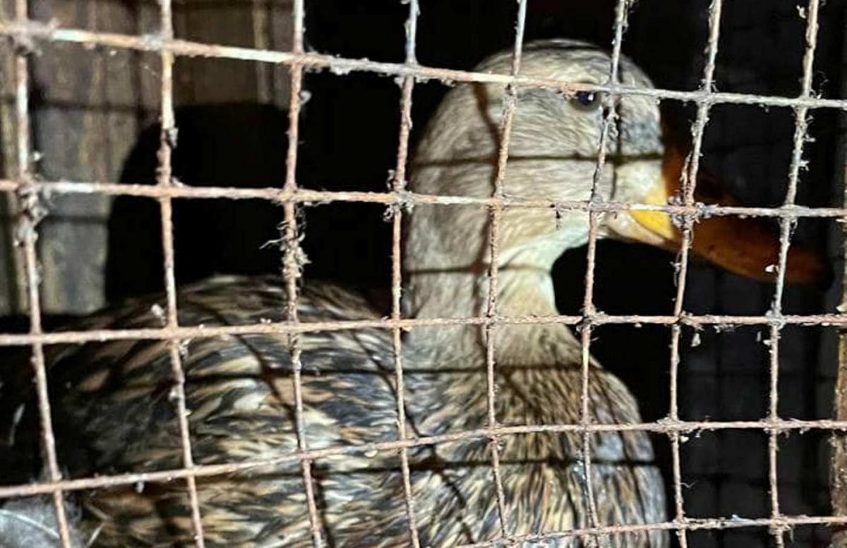 Зоозахисники врятували качку / фото facebook.com/UAnimals.official Зоозахисники врятували качку / фото facebook.com/UAnimals.official