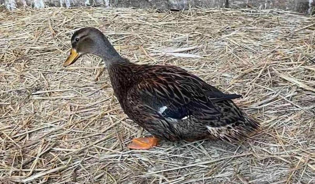 Наразі качка перебуває у "Притулку для диких тварин" / фото facebook.com/UAnimals.official Наразі качка перебуває у "Притулку для диких тварин" / фото facebook.com/UAnimals.official