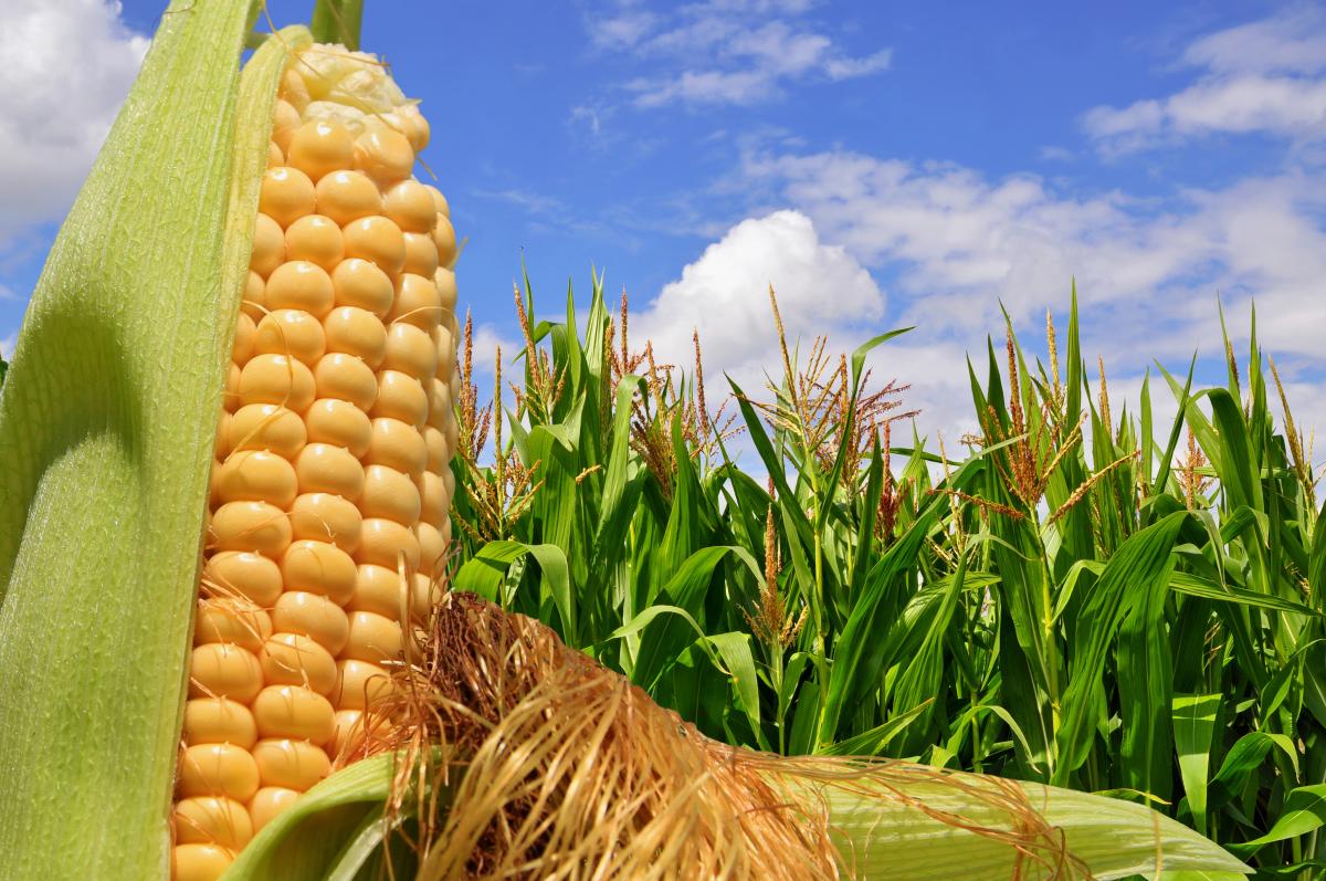 Украина может выйти на рекорд по урожаю кукурузы / фото ua.depositphotos.com