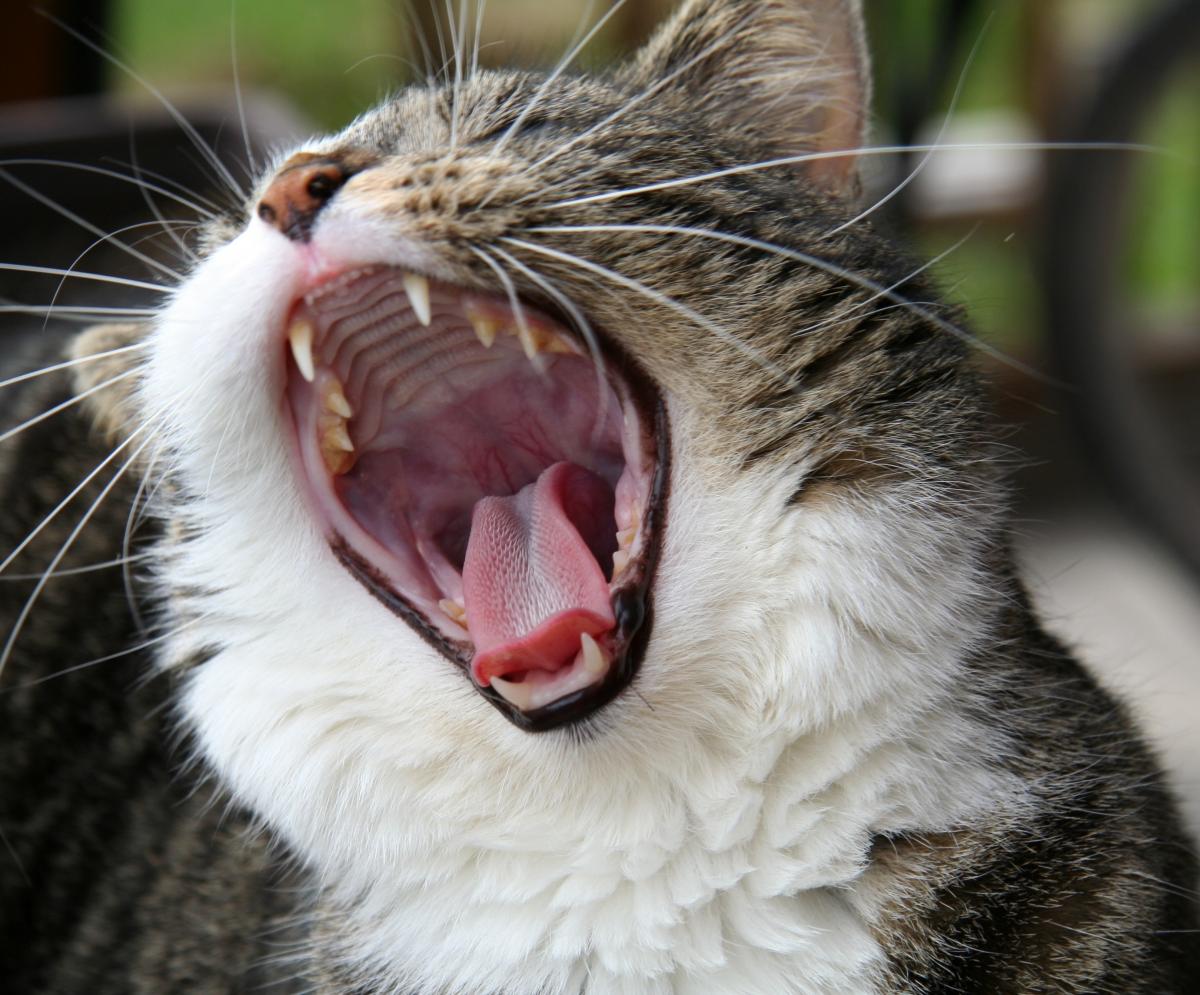 Ученую наградили Шнобелем за исследования "общения" котов с людьми / фото ua.depositphotos.com
