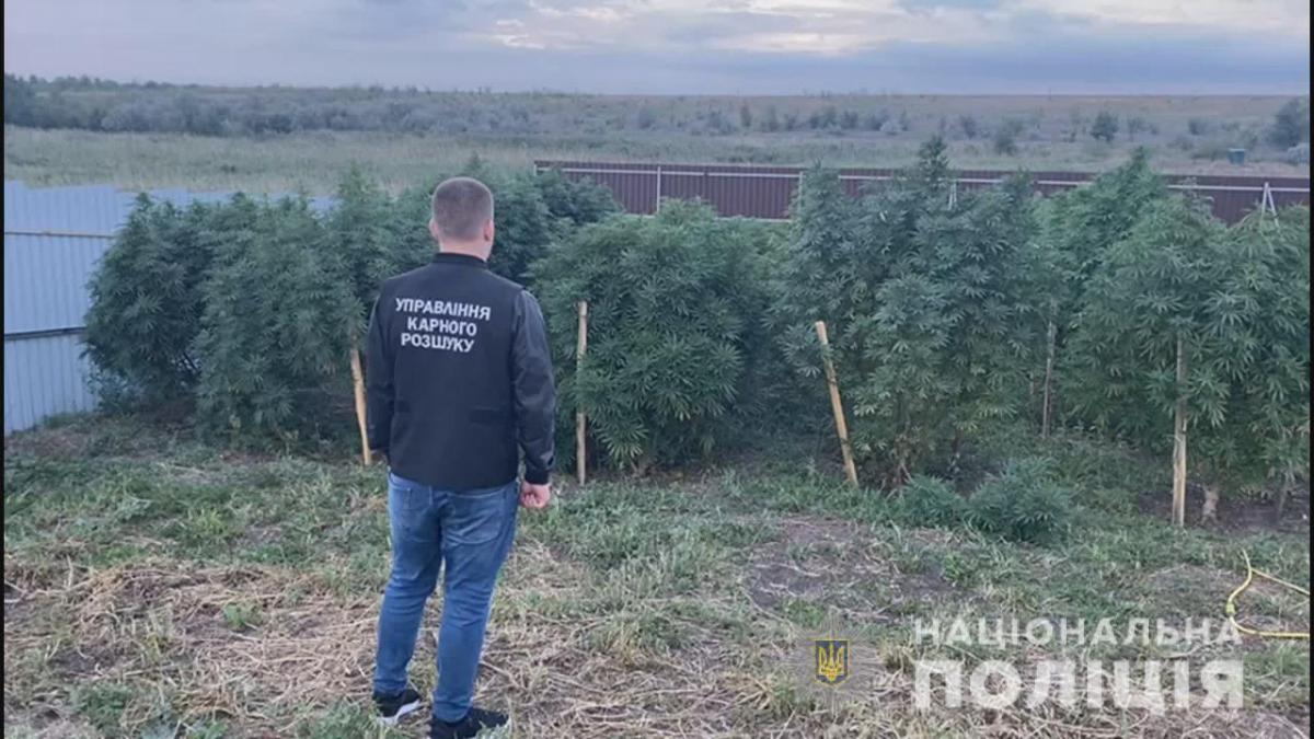 Было обнаружено около 150 кустов наркосодержащих растений / фото od.npu.gov.ua Было обнаружено около 150 кустов наркосодержащих растений / фото od.npu.gov.ua