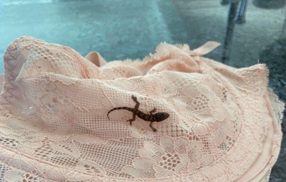 В одязі британки ящірка провела майже добу / фото Twitter RSPCA Frontline В одязі британки ящірка провела майже добу / фото Twitter RSPCA Frontline