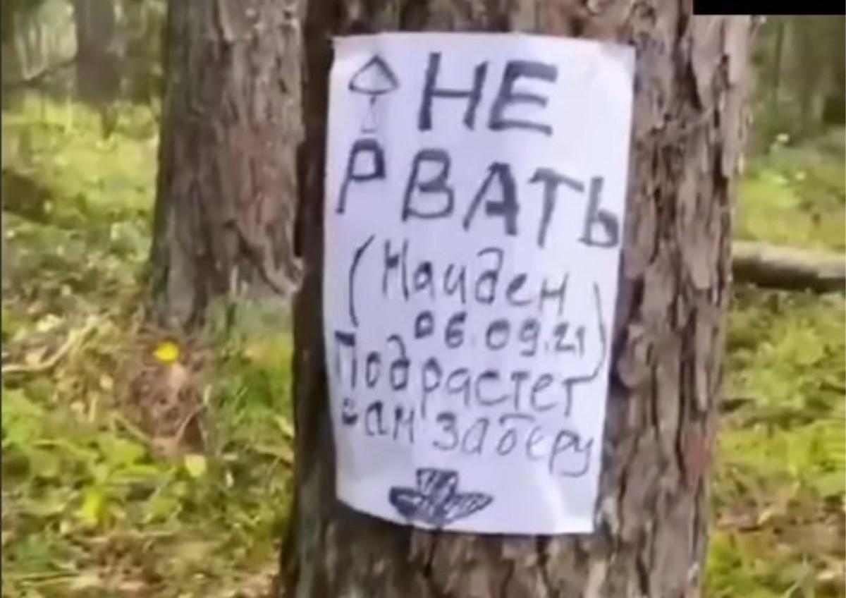 Такі оголошення з'явилися на багатьох деревах / скріншот з відео Такі оголошення з'явилися на багатьох деревах / скріншот з відео
