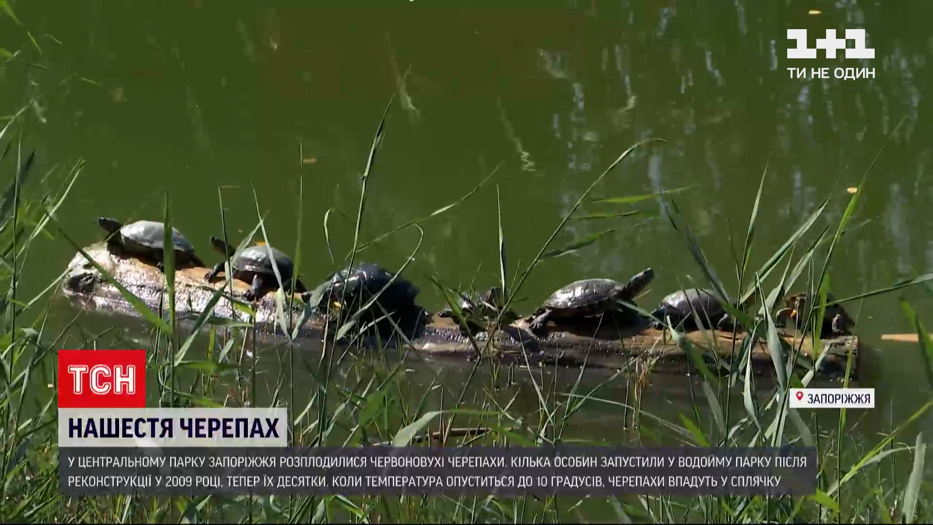 У парку Запоріжжя відбулося нашестя черепах У парку Запоріжжя відбулося нашестя черепах