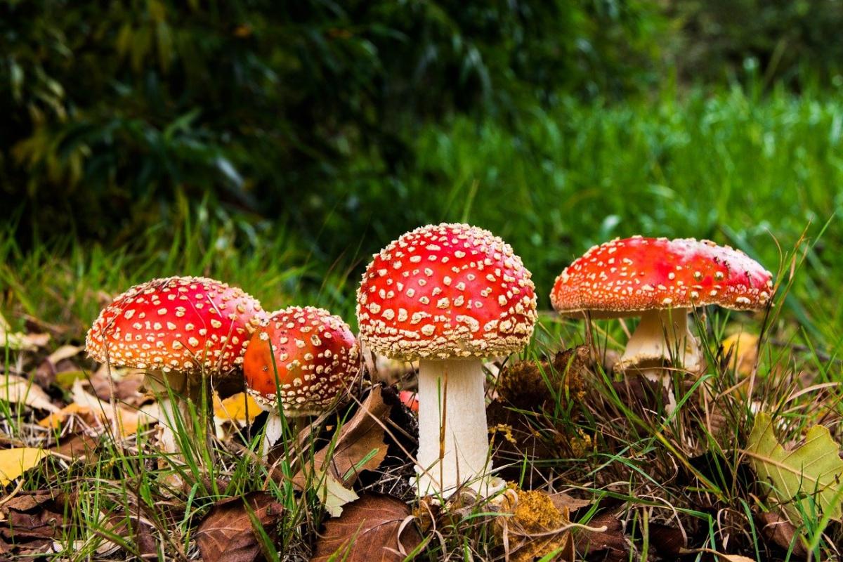 За три недели на Кировоградщине пять человек отравились дикорастущими грибами / фото pixabay.com