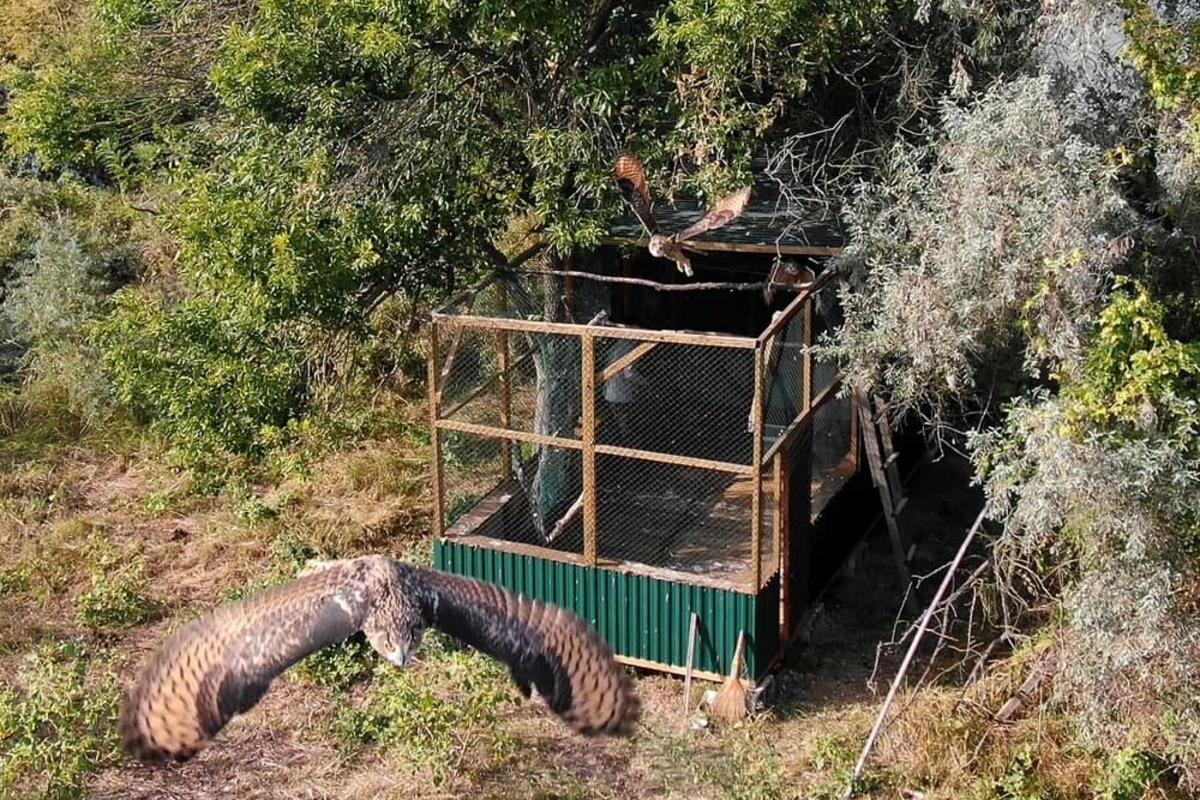 На Одещині на свободу випустили червонокнижних пугачів / Фото надано Rewilding Ukraine На Одещині на свободу випустили червонокнижних пугачів / Фото надано Rewilding Ukraine