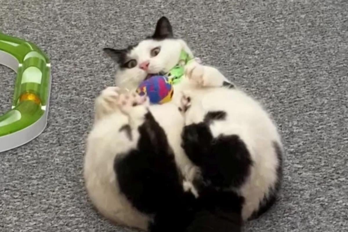 У Британії Кіт виріс до розмірів пса / фото @keith_the_cat_cow/Kennedy News У Британії Кіт виріс до розмірів пса / фото @keith_the_cat_cow/Kennedy News
