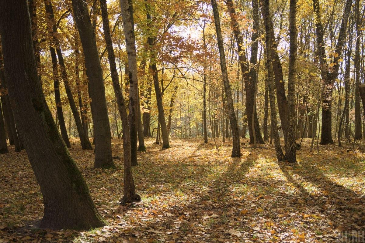 В Україні спрогнозовано ще два "бабиних" літа / ілюстративне фото УНІАН В Україні спрогнозовано ще два "бабиних" літа / ілюстративне фото УНІАН