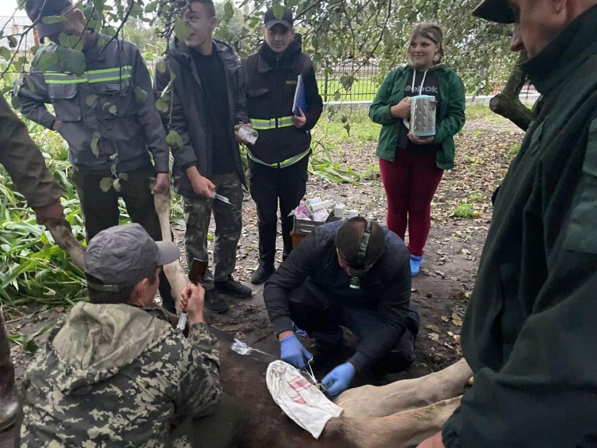Ветеринар на месте оперировал животное / фото facebook.com/policevolyn Ветеринар на месте оперировал животное / фото facebook.com/policevolyn