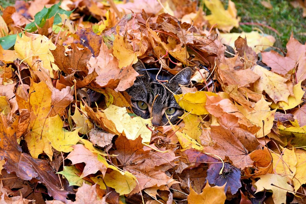 В Украину идет поїолодание / фото pixabay.com В Украину идет поїолодание / фото pixabay.com
