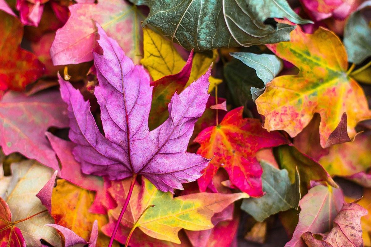 14 жовтня народне свято / фото pixabay.com 14 жовтня народне свято / фото pixabay.com