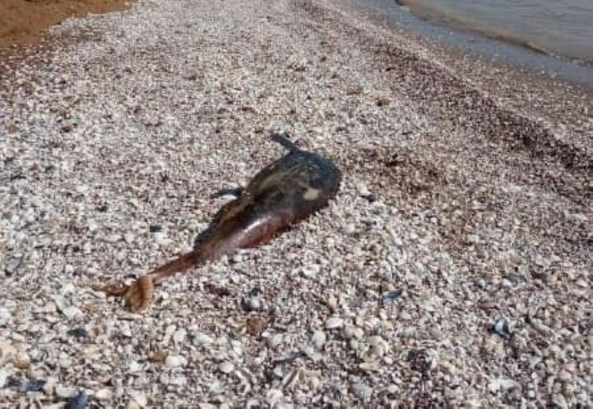 На Азовському узбережжі знайшли трупи дельфінів / фото facebook.com/AzovFishPatrol На Азовському узбережжі знайшли трупи дельфінів / фото facebook.com/AzovFishPatrol