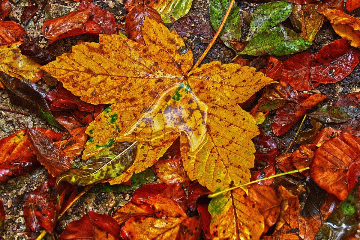 Что делать с опавшими листьями / фото pixabay.com