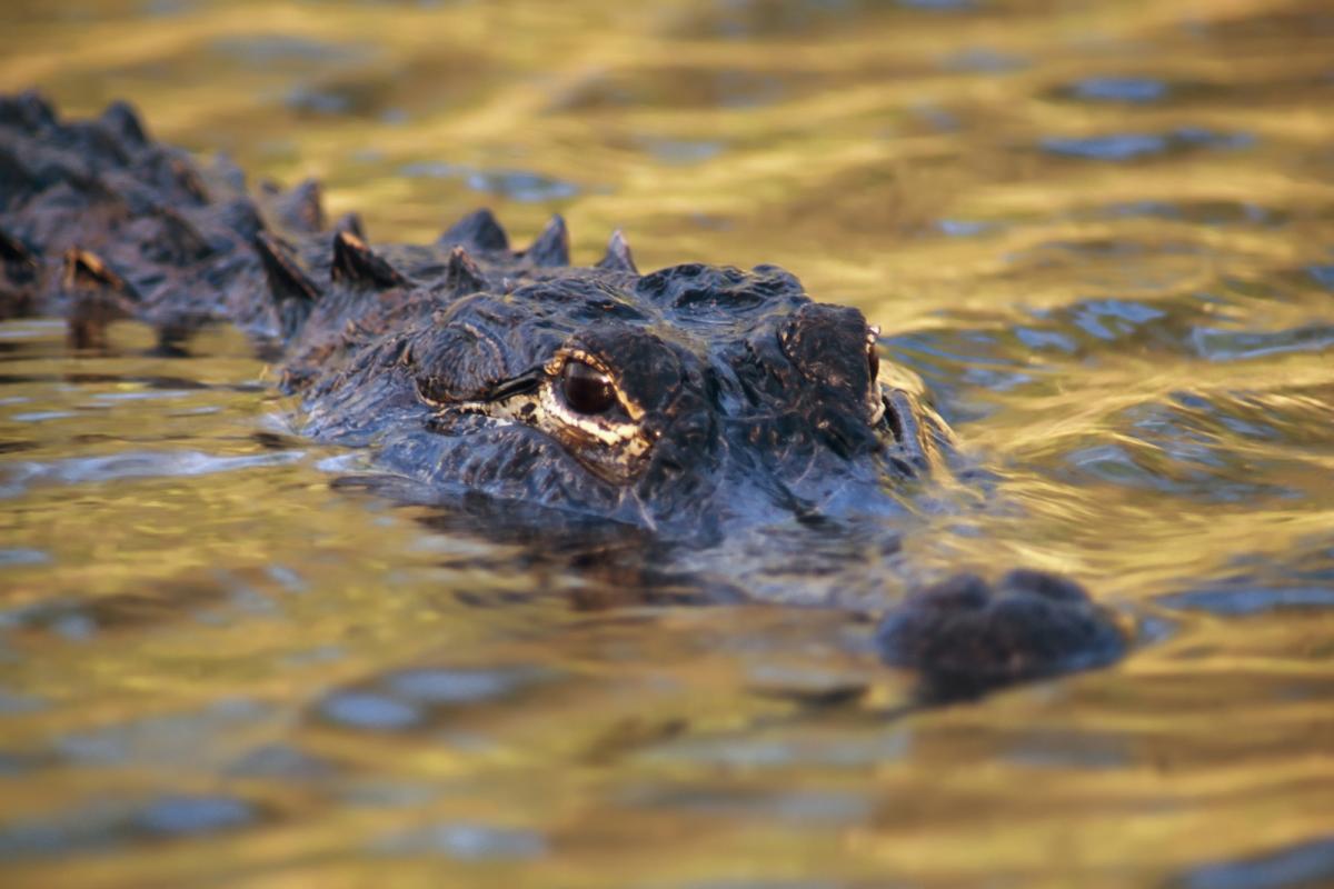 Морские крокодилы могут дожить до более 120 лет / фото ua.depositphotos.com