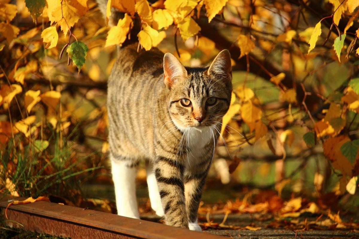 В Украине ожидается потепление / фото pixabay.com В Украине ожидается потепление / фото pixabay.com