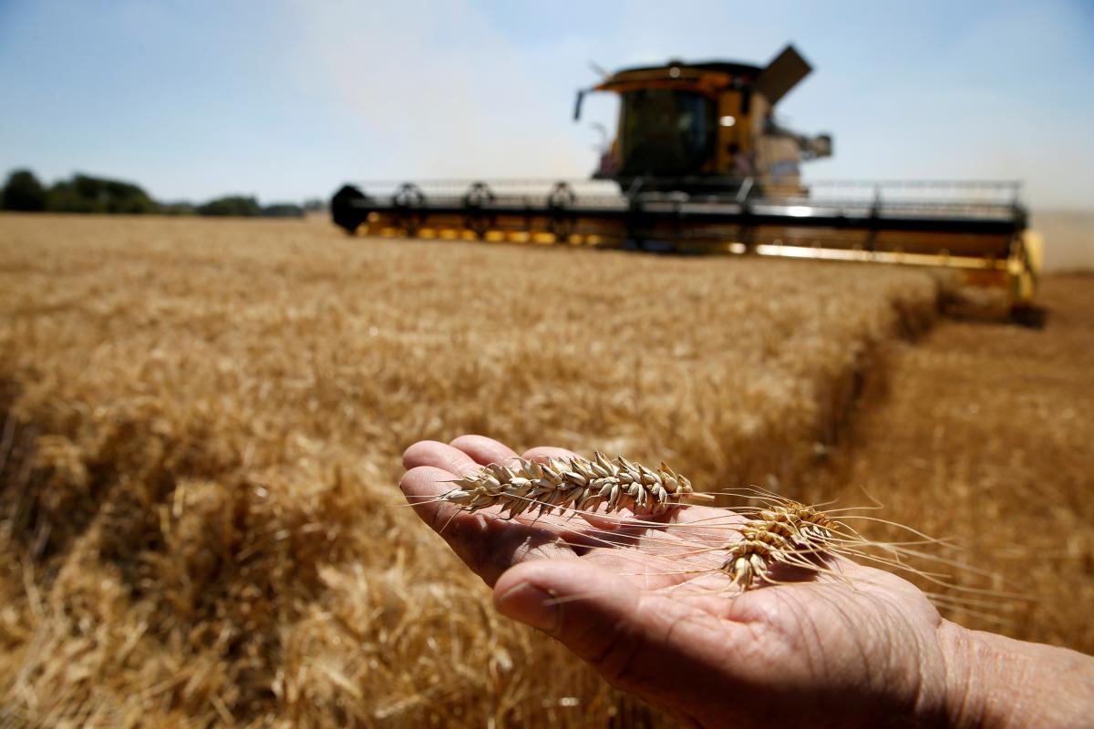 Станом на 7 червня Росія вкрала до 500 000 тонн української пшениці на суму 100 мільйонів доларів / фото REUTERS
