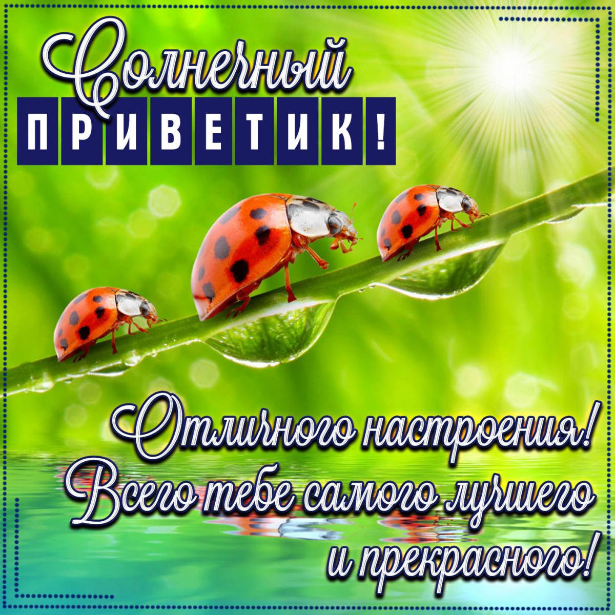 Прикольные открытки привет / фото fresh-cards.ru Прикольные открытки привет / фото fresh-cards.ru