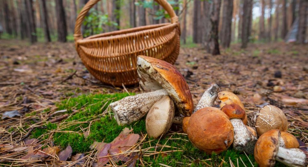 Какие грибы собирать в августе - 6 сезонных грибов — УНИАН