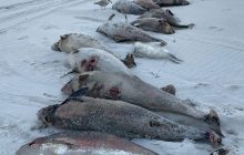 "Відбувається щось дивне": на узбережжі Нідерландів знаходять десятки мертвих морських свиней